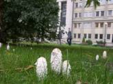 photo.php?category_id=234&file_id=4561&fileBackPage=1&filesPage=3