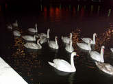 photo.php?category_id=243&file_id=4773&fileBackPage=1&filesPage=1