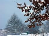 photo.php?category_id=263&file_id=5379&fileBackPage=1&filesPage=16