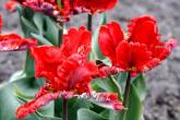 photo.php?category_id=350&file_id=7811&fileBackPage=1&filesPage=4